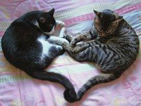 Interesting facts abot Cats