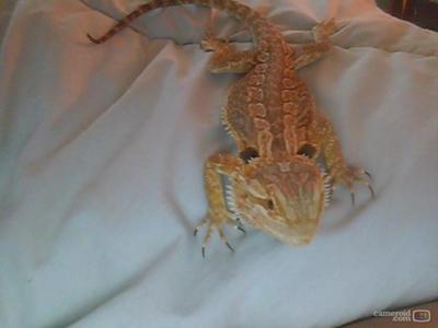 This is my bearded dragon