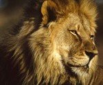 Amazing animal facts