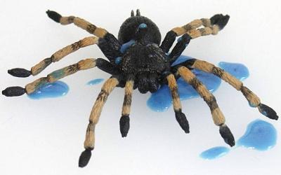 Spiders 