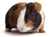 Guinea Pig Facts