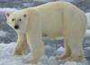 Interesting facts about Polar Bears