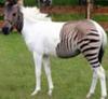 interesting facts about zebras