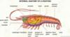 interesting facts about shiripm anatomy
