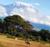 The top of Kilimanjaro covered with snow rises over a valley